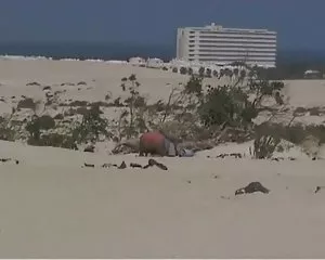 Mariels დისშვილი და მოხუცი სანაპიროზე qartveli gogoebis porno