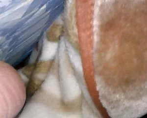 და magari porno seqsi